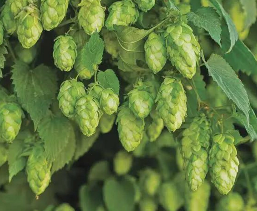 Common Hops
