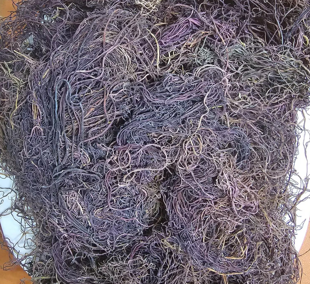 Purple Sea Moss