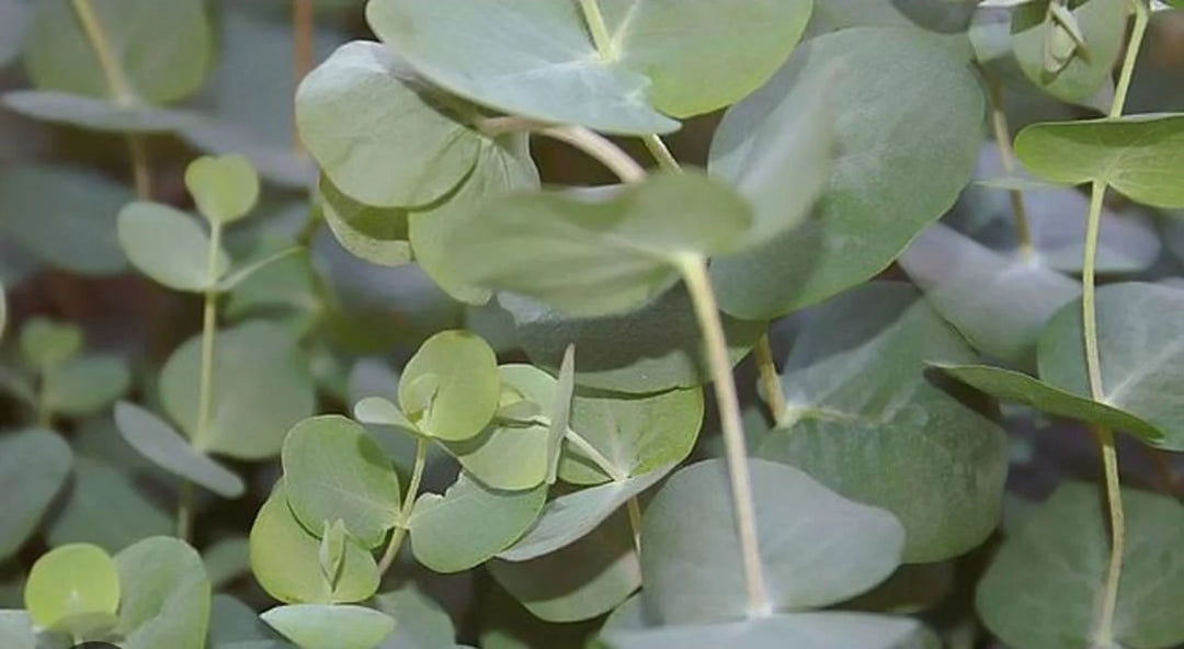 Eucalyptus Leaves