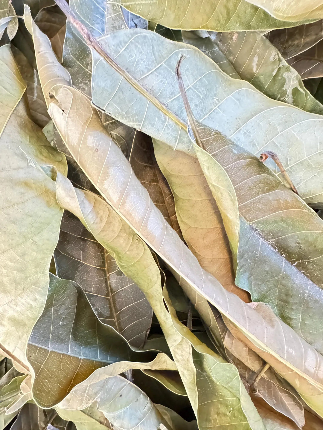 Mango Leaves